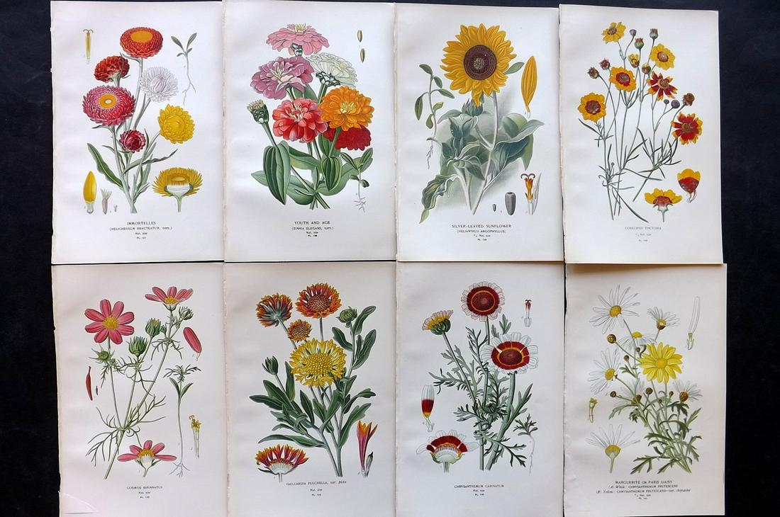 Step, Edward 1897 Lot of 8 Botanical Prints: Chromolithographs Published 1896-97 by Frederick Warne & Co., London for "Favourite Flowers of Garden and Greenhouse" by Edward Step and William Watson. Paper Size: 9.5 x 6 inch (24 x 15cm) Good Condi