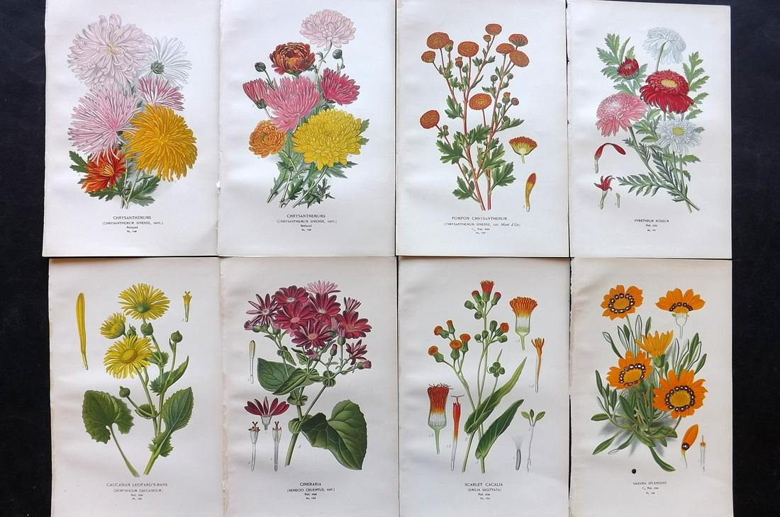 Step, Edward 1897 Lot of 8 Botanical Prints: Chromolithographs Published 1896-97 by Frederick Warne & Co., London for "Favourite Flowers of Garden and Greenhouse" by Edward Step and William Watson. Paper Size: 9.5 x 6 inch (24 x 15cm) Good Condi