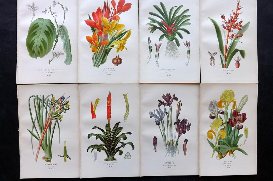 Step, Edward 1897 Lot of 8 Botanical Prints: Chromolithographs Published 1896-97 by Frederick Warne & Co., London for "Favourite Flowers of Garden and Greenhouse" by Edward Step and William Watson. Paper Size: 9.5 x 6 inch (24 x 15cm) Good Condi
