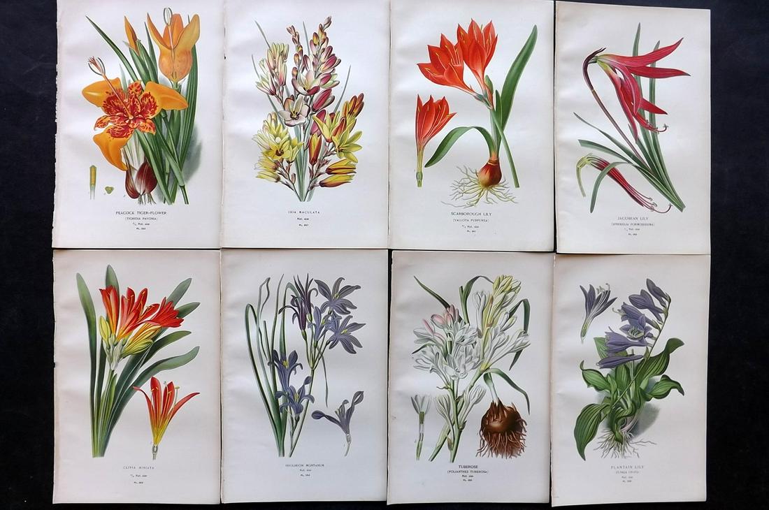 Step, Edward 1897 Lot of 8 Botanical Prints: Chromolithographs Published 1896-97 by Frederick Warne & Co., London for "Favourite Flowers of Garden and Greenhouse" by Edward Step and William Watson. Paper Size: 9.5 x 6 inch (24 x 15cm) Good Condi