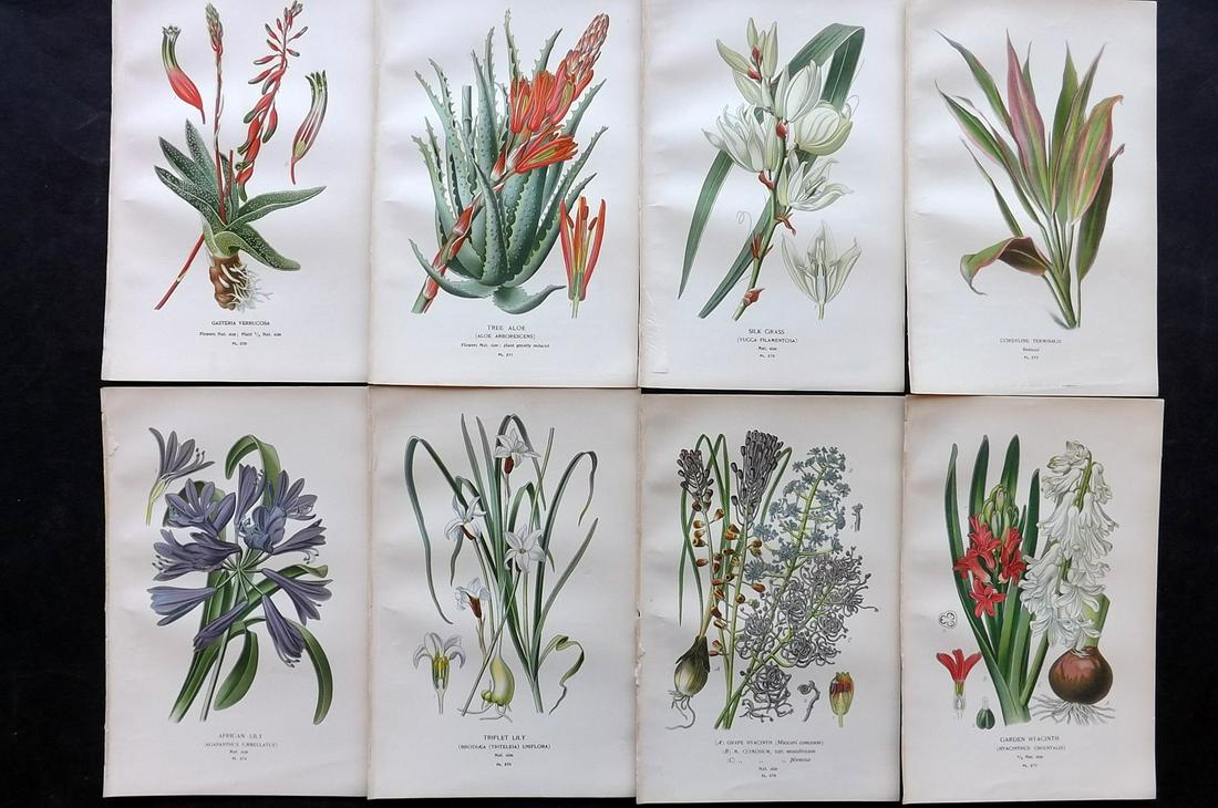 Step, Edward 1897 Lot of 8 Botanical Prints: Chromolithographs Published 1896-97 by Frederick Warne & Co., London for "Favourite Flowers of Garden and Greenhouse" by Edward Step and William Watson. Paper Size: 9.5 x 6 inch (24 x 15cm) Good Condi
