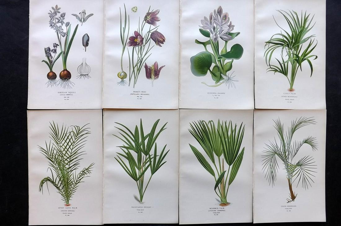 Step, Edward 1897 Lot of 8 Botanical Prints: Chromolithographs Published 1896-97 by Frederick Warne & Co., London for "Favourite Flowers of Garden and Greenhouse" by Edward Step and William Watson. Paper Size: 9.5 x 6 inch (24 x 15cm) Good Condi