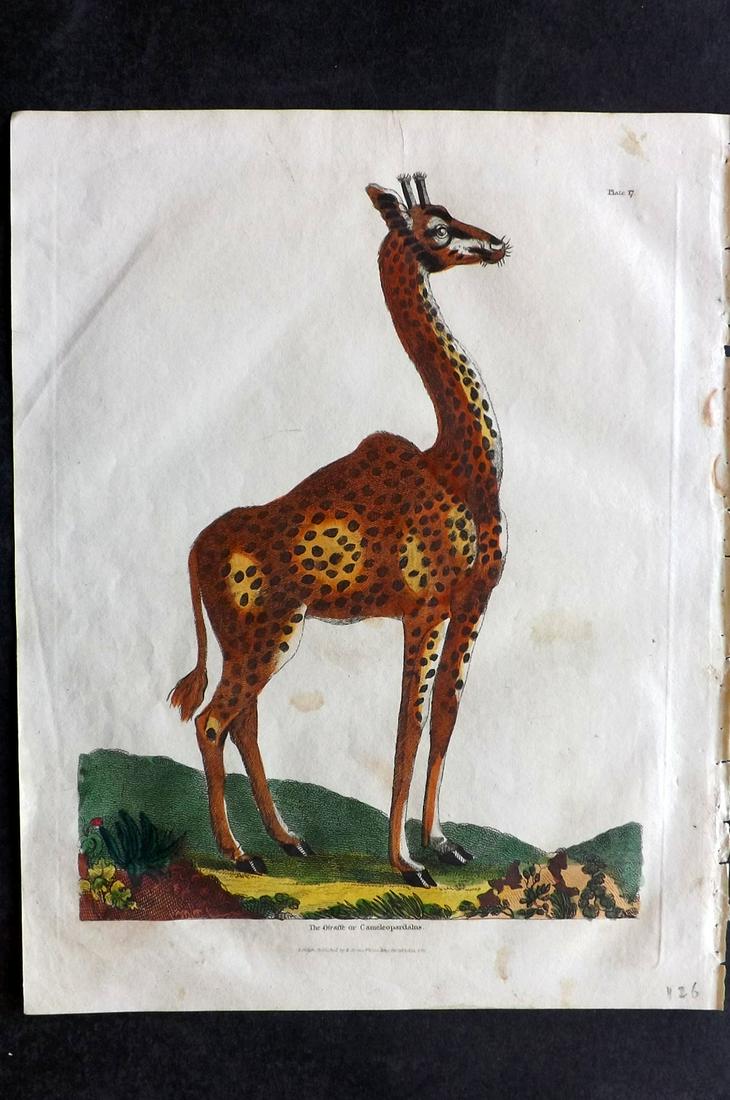 Buffon & Smellie C1821 Hand Col Print. Giraffe: Hand Colored Copper Plate Published C1821 by Thomas Kelly, London for "A Natural History, General and Particular..." by The Comte de Buffon and William Smellie. Paper Size: 10 x 8 inch (26 x 21cm) Ver