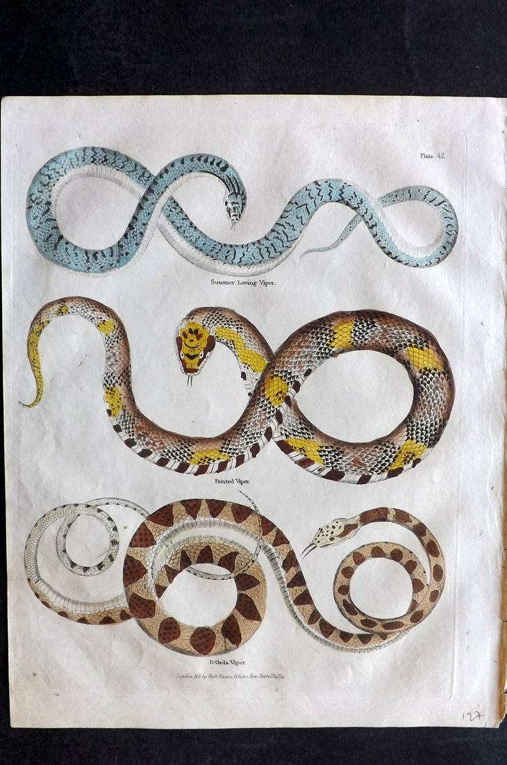 Buffon & Smellie C1821 Hand Col Print. Viper Snakes: Hand Colored Copper Plate Published C1821 by Thomas Kelly, London for "A Natural History, General and Particular..." by The Comte de Buffon and William Smellie. Paper Size: 10 x 8 inch (26 x 21cm) Ver