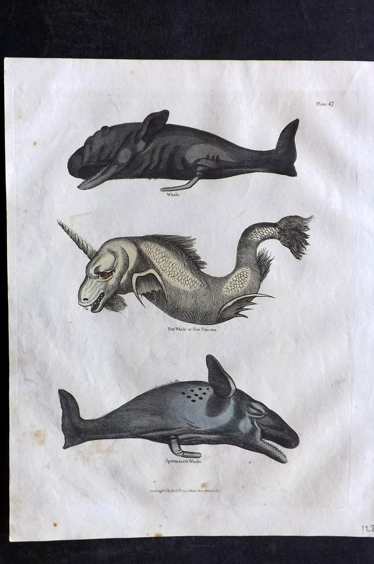 Buffon & Smellie C1821 HCol Print. Whales, Sea Monster: Hand Colored Copper Plate Published C1821 by Thomas Kelly, London for "A Natural History, General and Particular..." by The Comte de Buffon and William Smellie. Paper Size: 10 x 8 inch (26 x 21cm) Ver