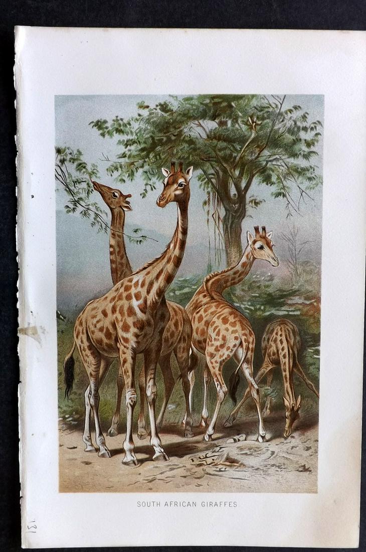 Lydekker, Richard 1895 Antique Print. Giraffes: Chromolithograph Published 1894-95, London for "The Royal Natural History" by Richard Lydekker. Illustrated by Smit, Keulemans, Wolf and others. Paper Size: 10 x 6.5 inch (25 x 16.5cm) Very minor stai