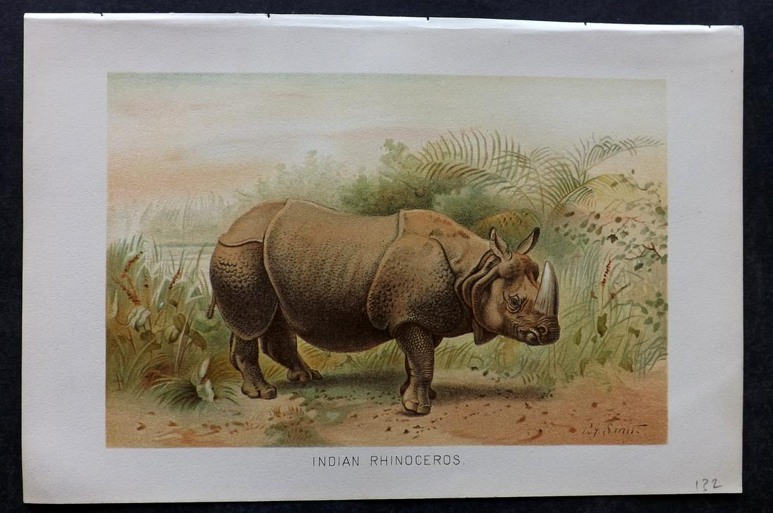 Lydekker, Richard 1895 Antique Print. Indian Rhino: Chromolithograph Published 1894-95, London for "The Royal Natural History" by Richard Lydekker. Illustrated by Smit, Keulemans, Wolf and others. Paper Size: 10 x 6.5 inch (25 x 16.5cm) Good Condition