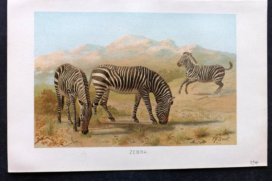 Lydekker, Richard 1895 Antique Print. Zebra (1 of 2)