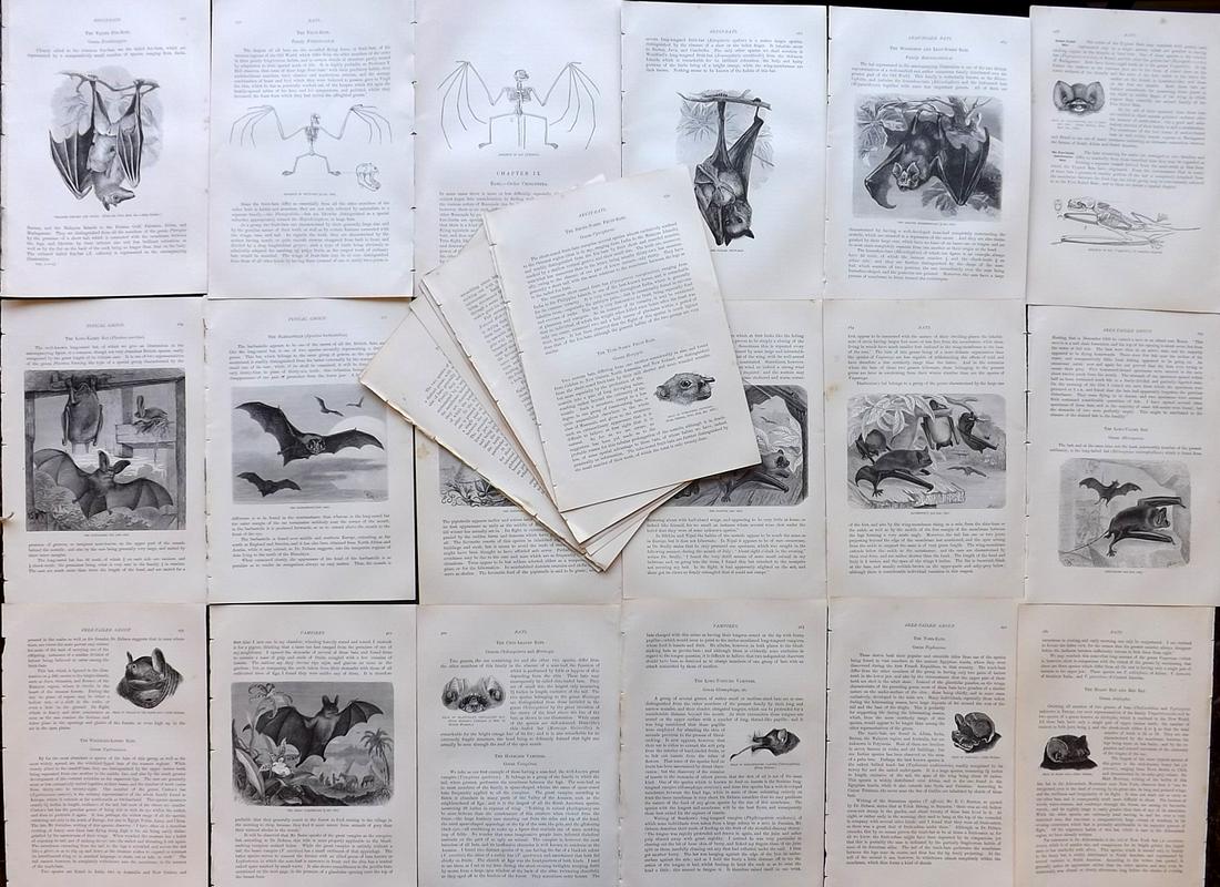 Lydekker, Richard 1895 Lot of 22 Illus. Sheets. Bats: 22 Illustrated Sheets, Wood Engravings with related surrounding and verso text Published 1894-95, London for "The Royal Natural History" by Richard Lydekker. Illustrated by Smit, Keulemans, Wolf and o