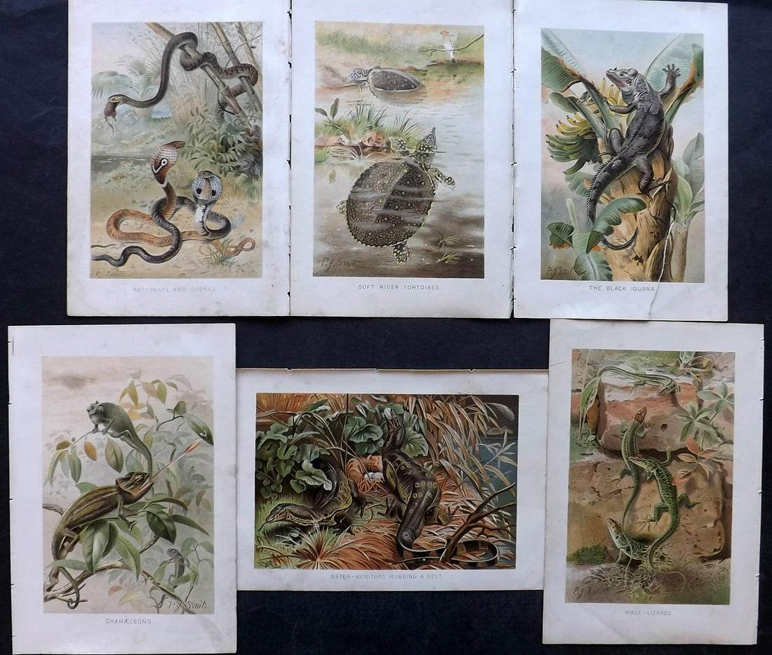 Lydekker, Richard 1895 Lot of 6 Prints. Reptiles: Chromolithograph Published 1894-95, London for "The Royal Natural History" by Richard Lydekker. Illustrated by Smit, Keulemans, Wolf and others. Paper Size: 10 x 6.5 inch (25 x 16.5cm) One with tear. 