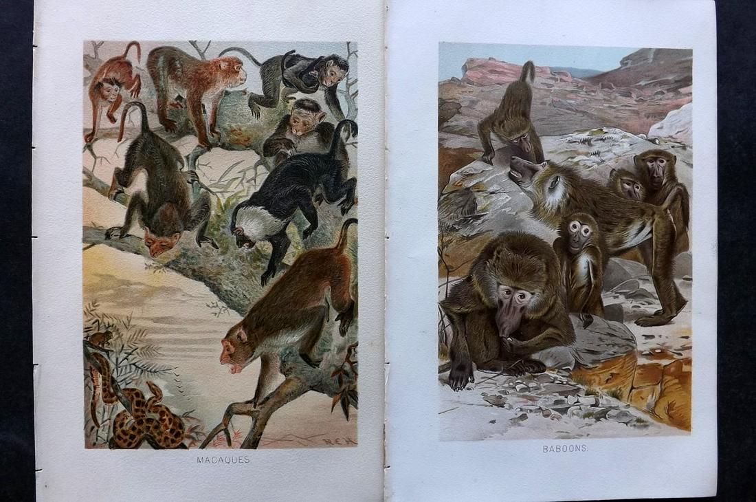 Lydekker, Richard 1895 Pair Prints. Baboons & Macacques: Chromolithograph Published 1894-95, London for "The Royal Natural History" by Richard Lydekker. Illustrated by Smit, Keulemans, Wolf and others. Paper Size: 10 x 6.5 inch (25 x 16.5cm) Good Condition