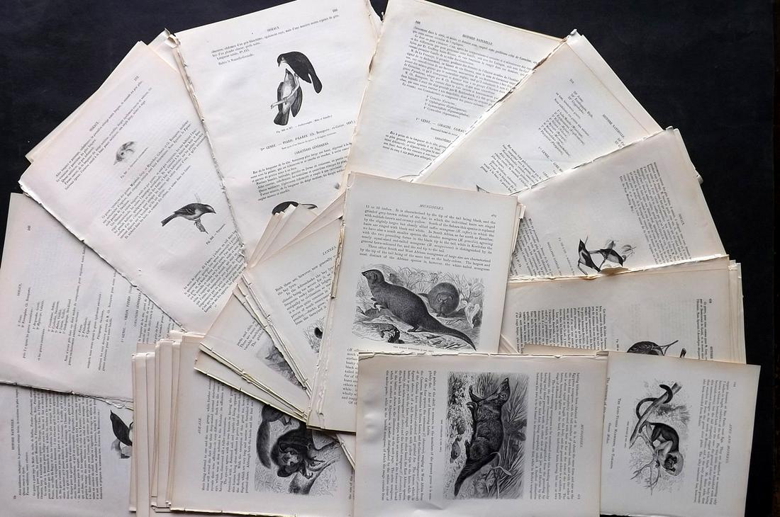 Natural History & Birds 19th Cent. Lot of 100 Illus. Sheets (1 of 2)