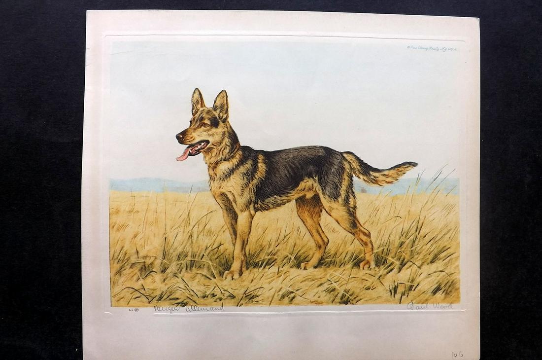 Wood, Paul C1935 Signed Dog Etching. Berger Allemand: Colour Printed Etching Published C1935 by the Paris Etching Society, New York. Drawn & Etched by Paul Wood. Signed and Titled in pencil by Wood, bottom margin. Paper Size: 9.5 x 8.5 inch (24 x 22cm) G