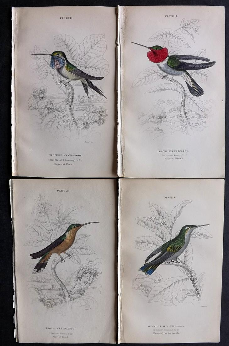 Jardine, William C1850 Lot of 4 HC Hummingbird Prints (1 of 2)