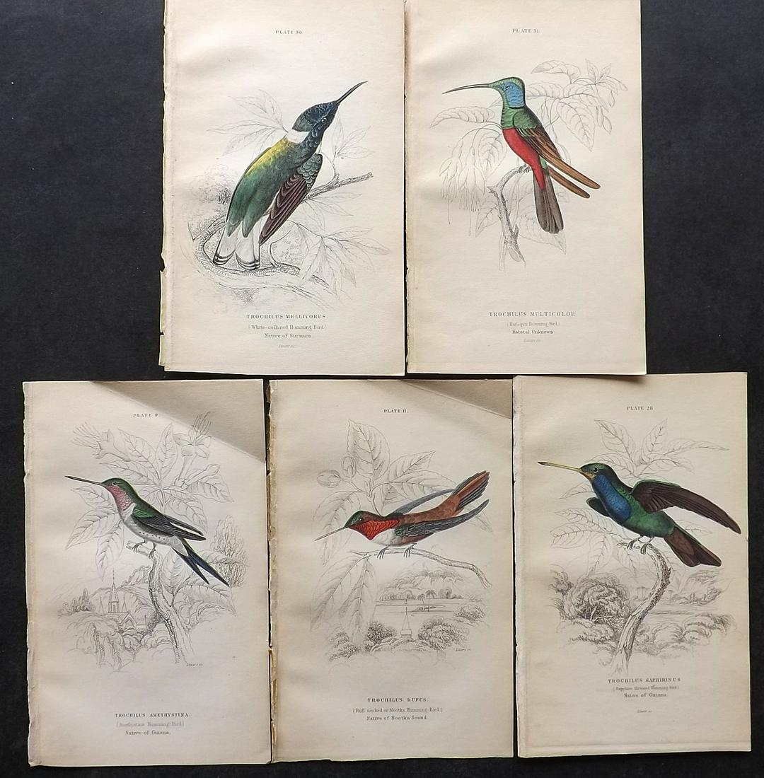 Jardine, William C1850 Lot of 5 HC Hummingbird Prints (1 of 2)