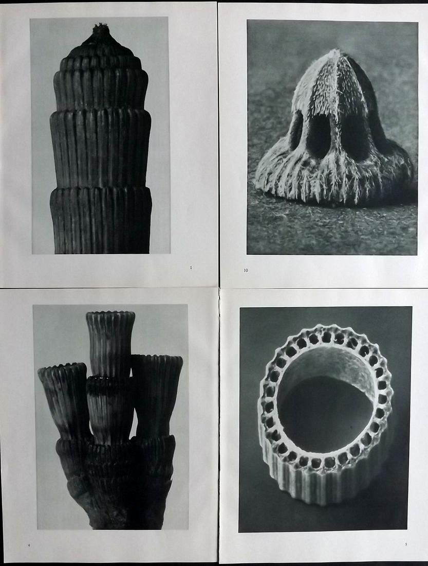Blossfeldt, Karl 1935 Lot of 4 Botanical Prints (1 of 2)