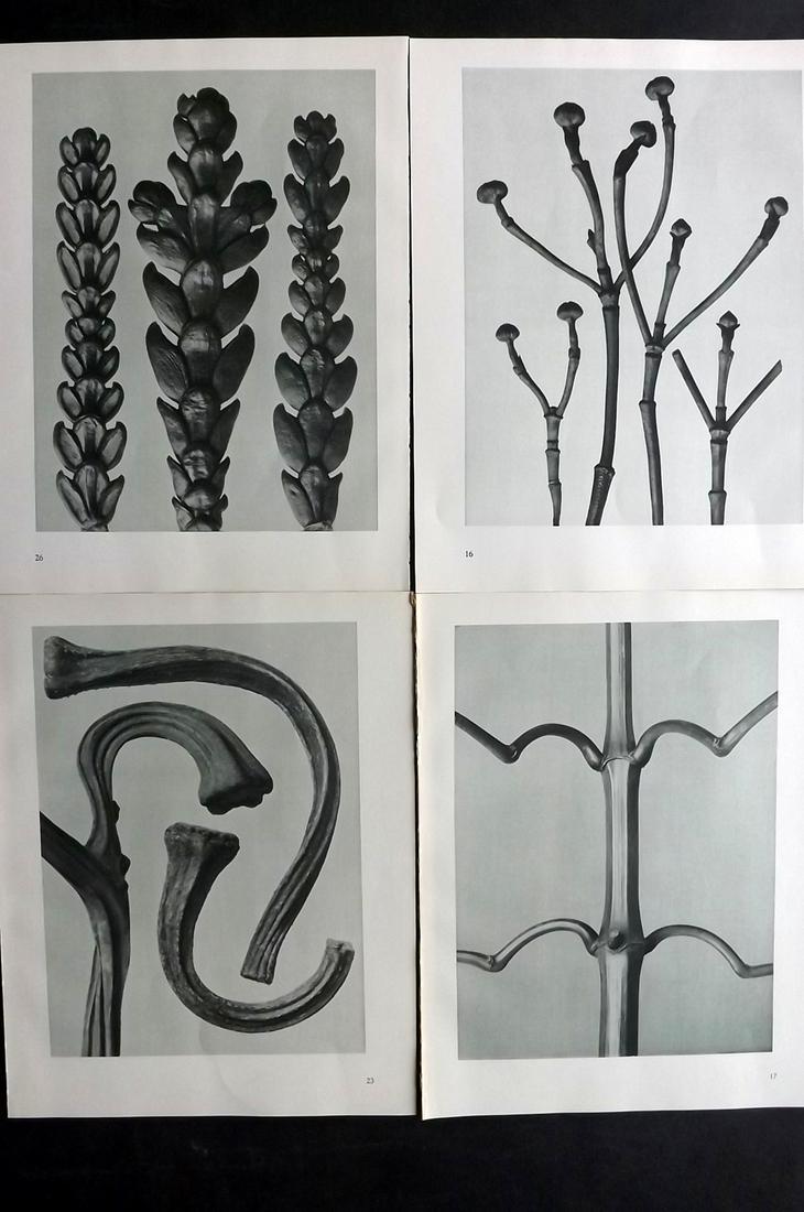 Blossfeldt, Karl 1935 Lot of 4 Botanical Prints (1 of 2)