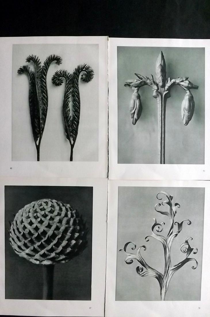 Blossfeldt, Karl 1935 Lot of 4 Botanical Prints (1 of 2)