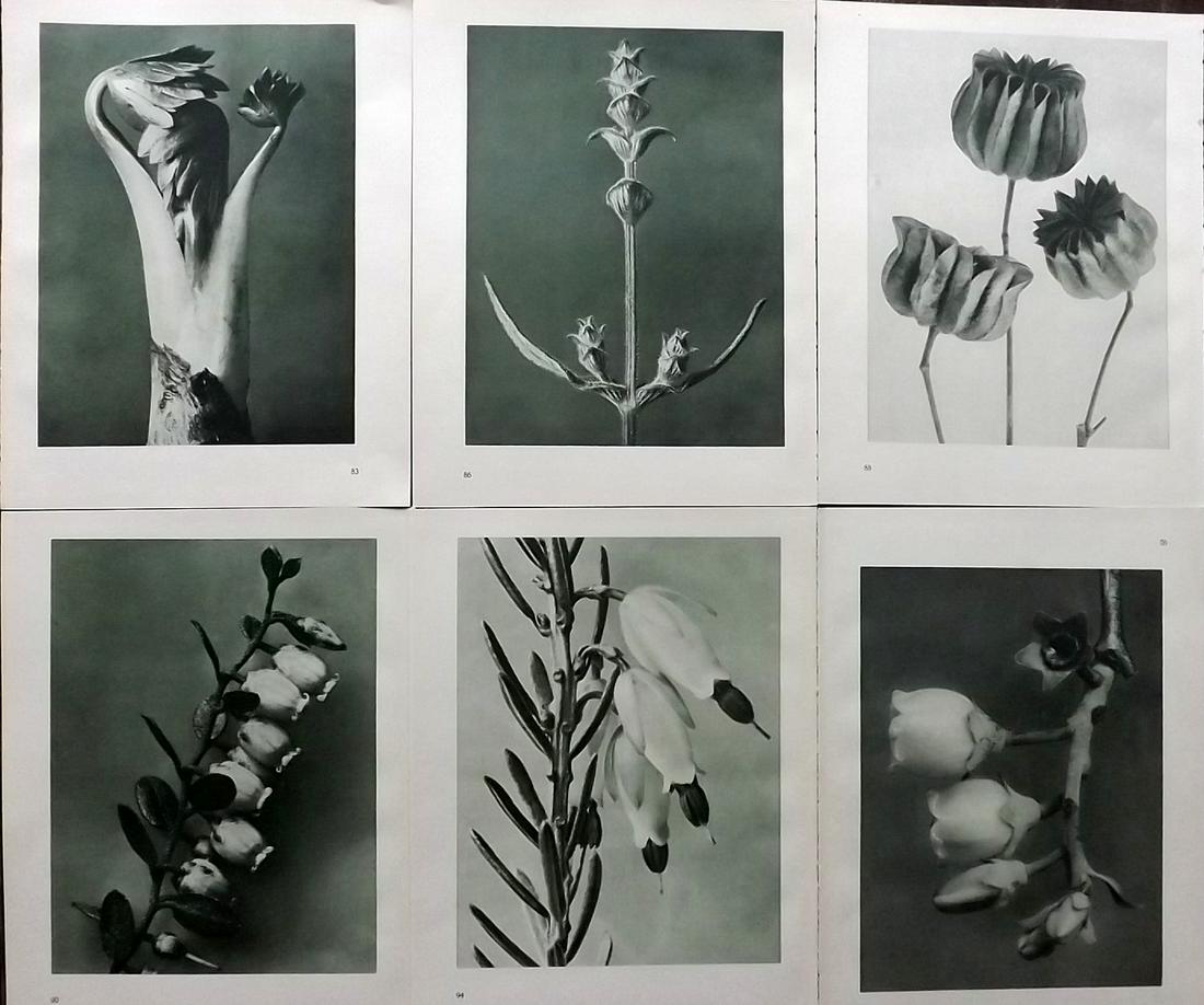 Blossfeldt, Karl 1935 Lot of 6 Botanical Prints (1 of 2)