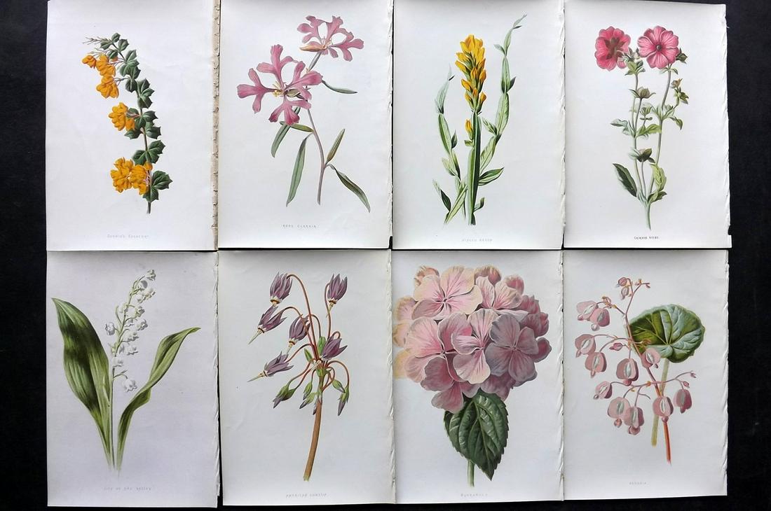 Hulme, Edward C1880 Lot of 8 Botanical. 1st Ed. Garden (1 of 2)
