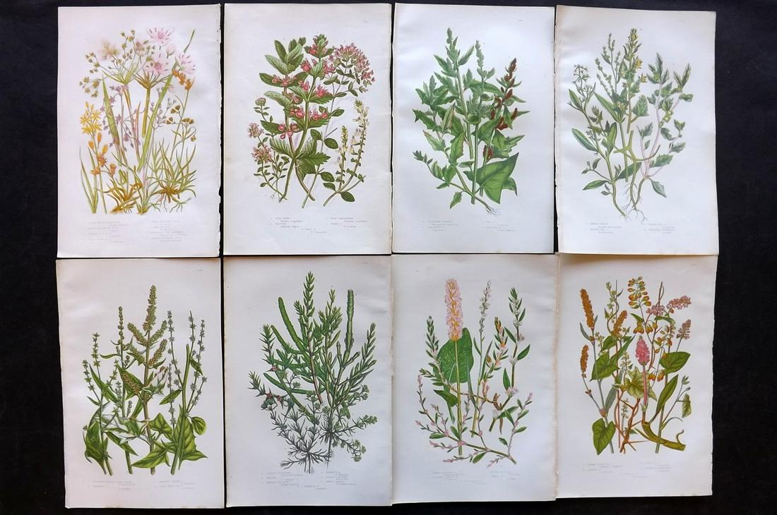 Pratt, Anne 1891 Lot of 8 Antique Botanical Prints: Chromolithographs Published 1891, London for "The Flowering Plants and Ferns of Great Britain" by Anne Pratt. Paper Size: 9.5 x 6 inch (24 x 16cm) Good Condition