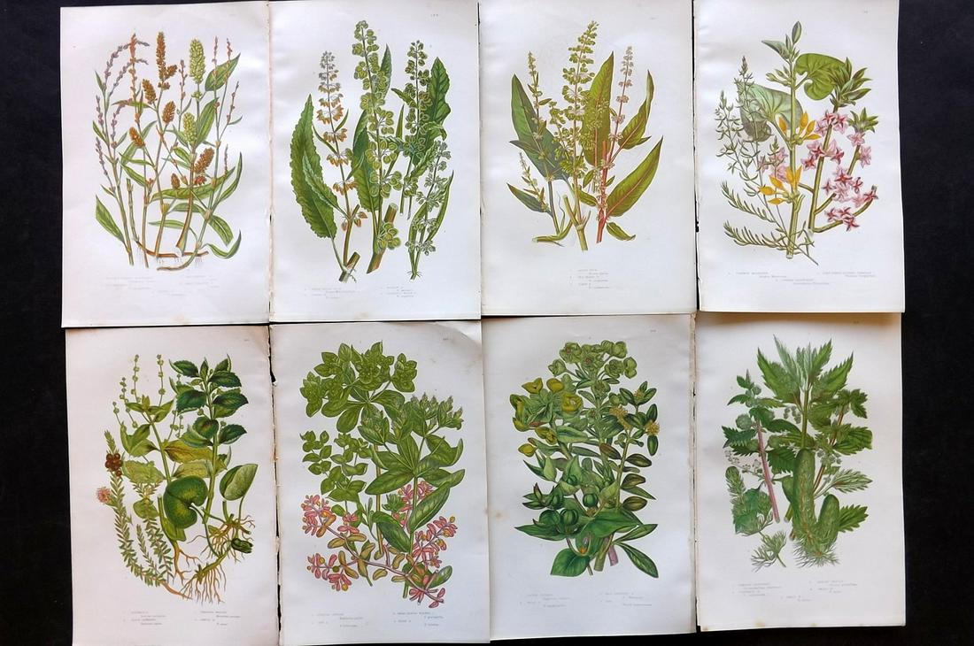 Pratt, Anne 1891 Lot of 8 Antique Botanical Prints: Chromolithographs Published 1891, London for "The Flowering Plants and Ferns of Great Britain" by Anne Pratt. Paper Size: 9.5 x 6 inch (24 x 16cm) Good Condition
