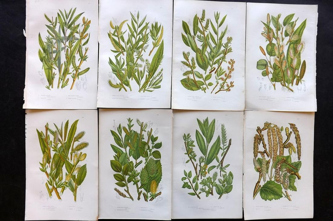Pratt, Anne 1891 Lot of 8 Antique Botanical Prints: Chromolithographs Published 1891, London for "The Flowering Plants and Ferns of Great Britain" by Anne Pratt. Paper Size: 9.5 x 6 inch (24 x 16cm) Good Condition