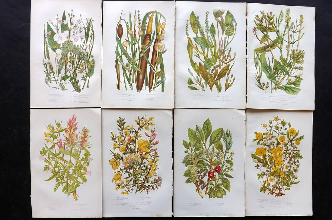 Pratt, Anne 1891 Lot of 8 Antique Botanical Prints: Chromolithographs Published 1891, London for "The Flowering Plants and Ferns of Great Britain" by Anne Pratt. Paper Size: 9.5 x 6 inch (24 x 16cm) Good Condition