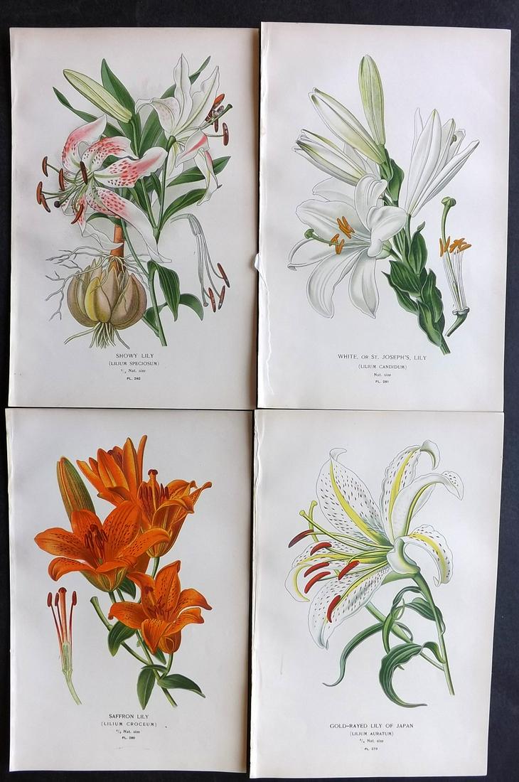 Step, Edward 1897 Lot of 4 Botanical Prints. Lilies: Chromolithographs Published 1896-97 by Frederick Warne & Co., London for "Favourite Flowers of Garden and Greenhouse" by Edward Step and William Watson. Paper Size: 9.5 x 6 inch (24 x 15cm) Good Condi
