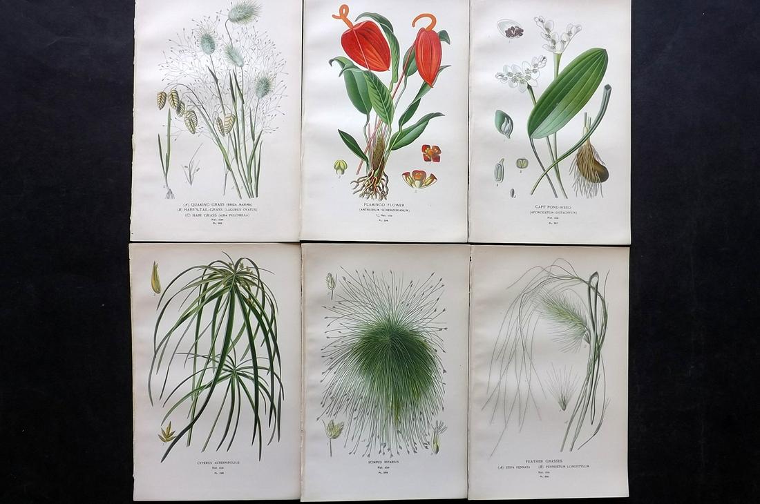 Step, Edward 1897 Lot of 6 Botanical Prints: Chromolithographs Published 1896-97 by Frederick Warne & Co., London for "Favourite Flowers of Garden and Greenhouse" by Edward Step and William Watson. Paper Size: 9.5 x 6 inch (24 x 15cm) Good Condi