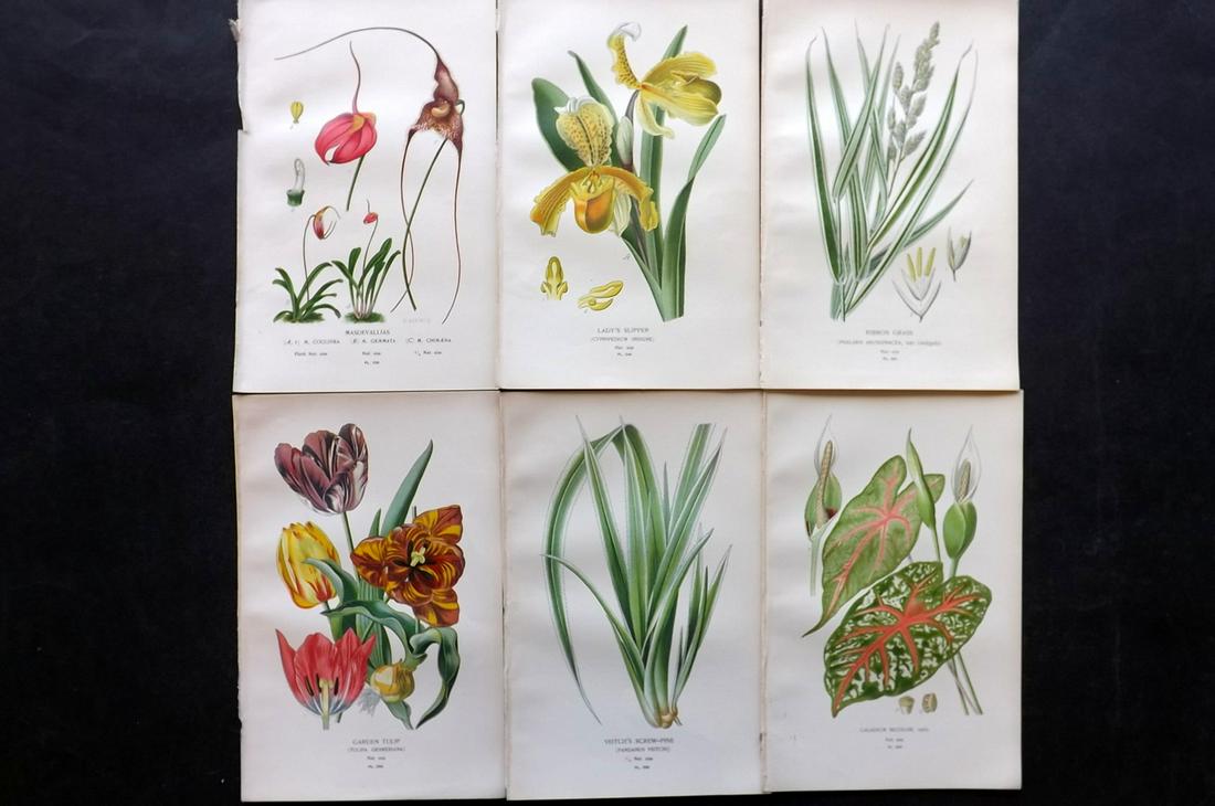 Step, Edward 1897 Lot of 6 Botanical Prints: Chromolithographs Published 1896-97 by Frederick Warne & Co., London for "Favourite Flowers of Garden and Greenhouse" by Edward Step and William Watson. Paper Size: 9.5 x 6 inch (24 x 15cm) Good Condi