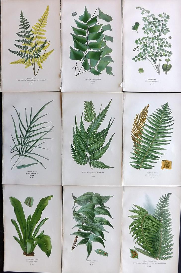 Step, Edward 1897 Lot of 9 Botanical Prints. Ferns: Chromolithographs Published 1896-97 by Frederick Warne & Co., London for "Favourite Flowers of Garden and Greenhouse" by Edward Step and William Watson. Paper Size: 9.5 x 6 inch (24 x 15cm) Good Condi