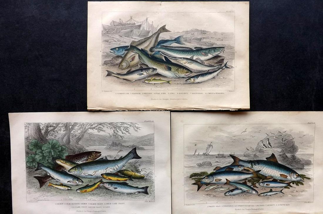 Goldsmith, Oliver 1868 Lot of 3 Hand Col Fish Prints (1 of 2)