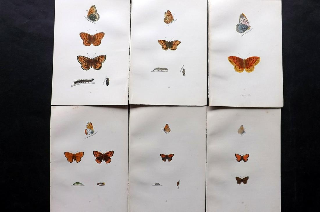 Morris, Francis 1904 Lot of 6 Hand Col Butterfly Prints (1 of 2)