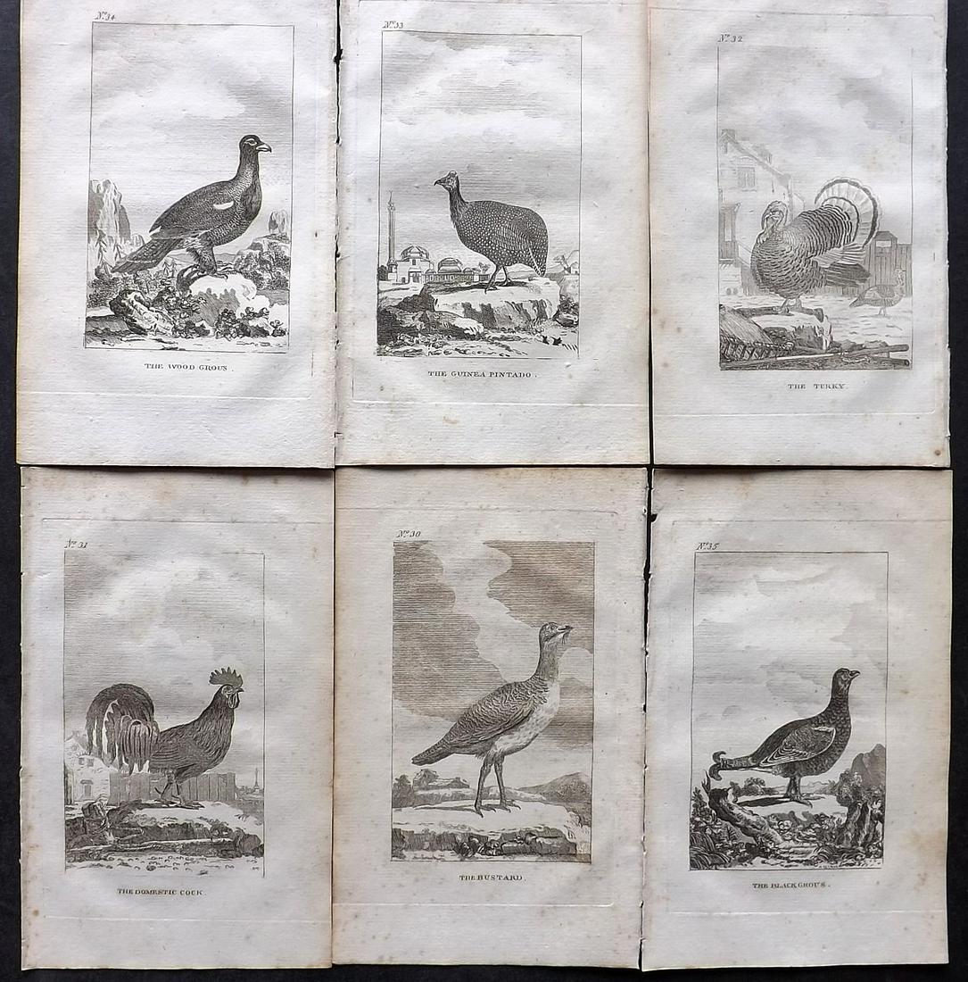 Buffon, Comte de 1793 Lot of 6 Antique Bird Prints (1 of 2)