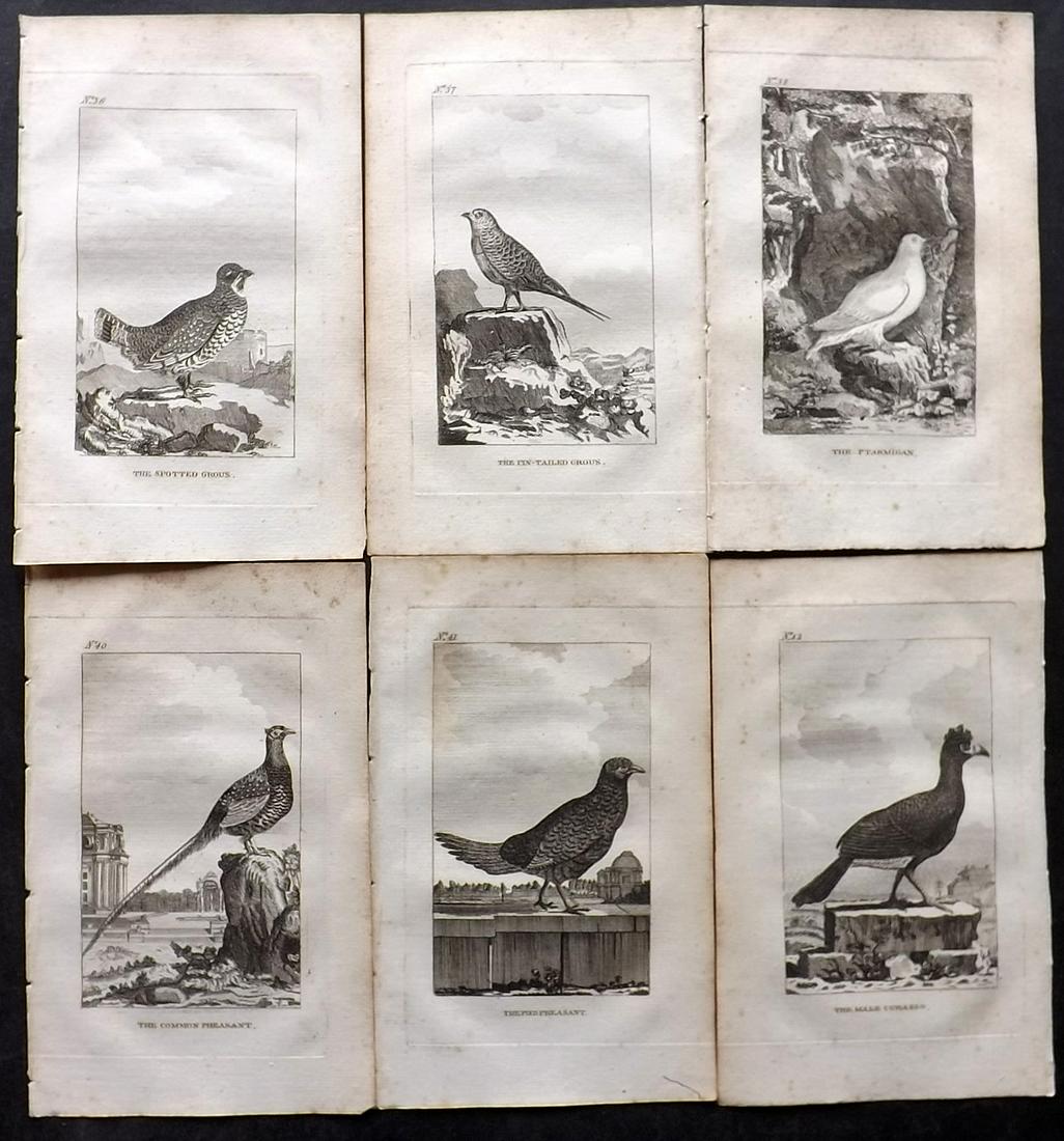 Buffon, Comte de 1793 Lot of 6 Antique Bird Prints (1 of 2)