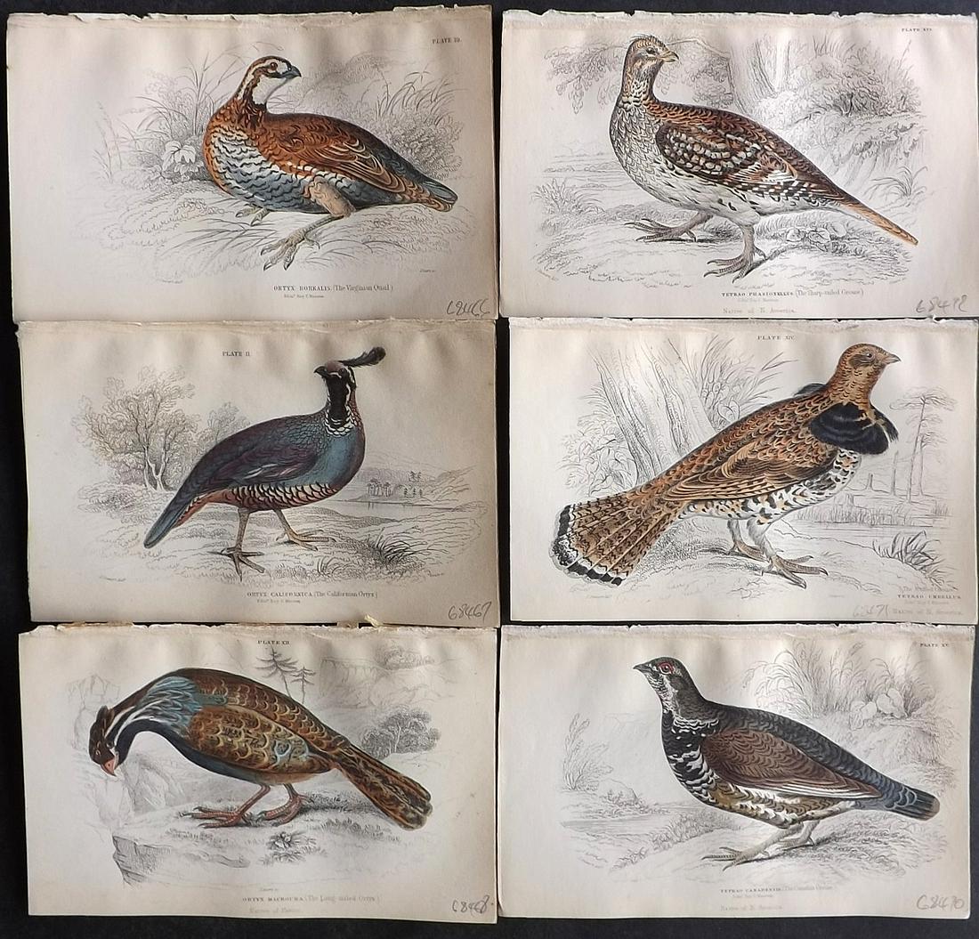 Jardine, William C1840 Lot of 6 HC Game Bird Prints (1 of 2)
