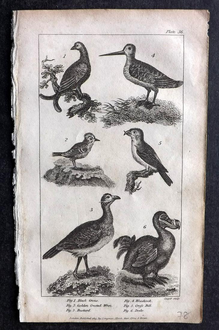 Mavor, William 1824 Bird Print. Extinct Dodo etc (1 of 2)
