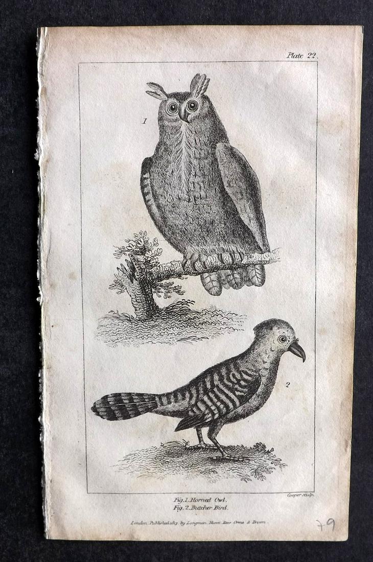 Mavor, William 1824 Bird Print. Owls etc (1 of 2)