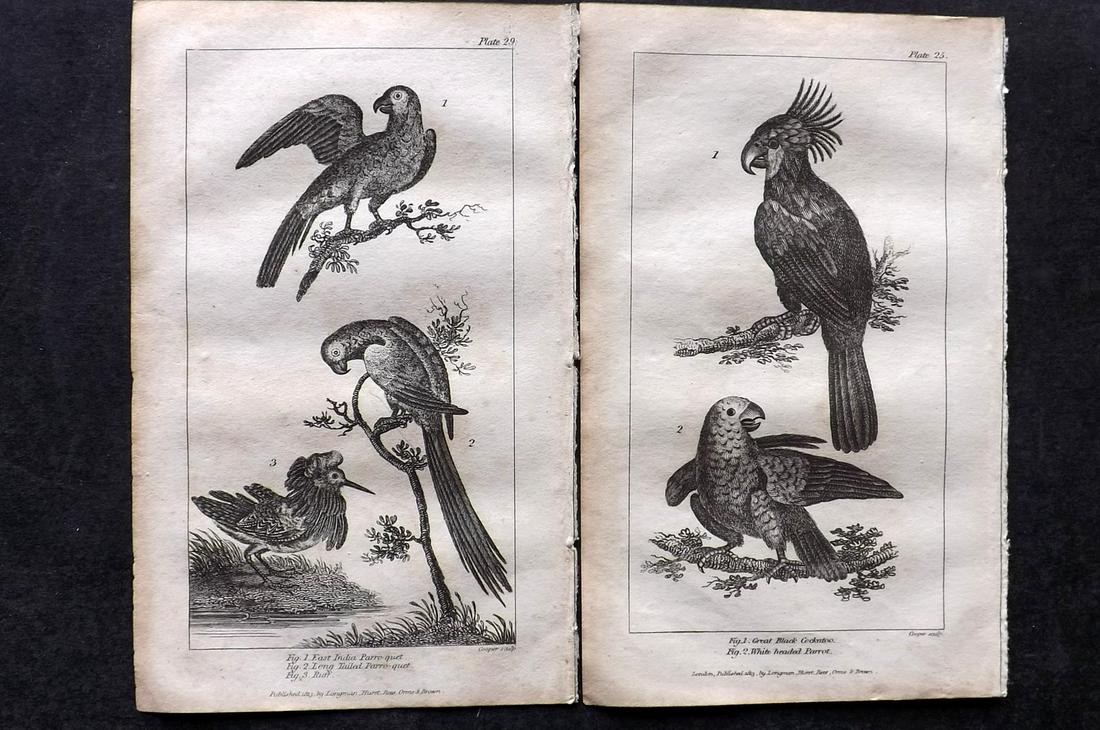 Mavor, William 1824 Pair of Bird Prints. Parrots etc (1 of 2)