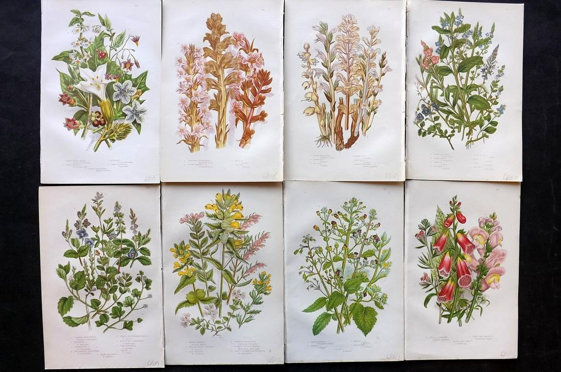 Pratt, Anne 1891 Lot of 8 Antique Botanical Prints: Chromolithographs Published 1891, London for "The Flowering Plants and Ferns of Great Britain" by Anne Pratt. Paper Size: 9.5 x 6 inch (24 x 16cm) Good Condition