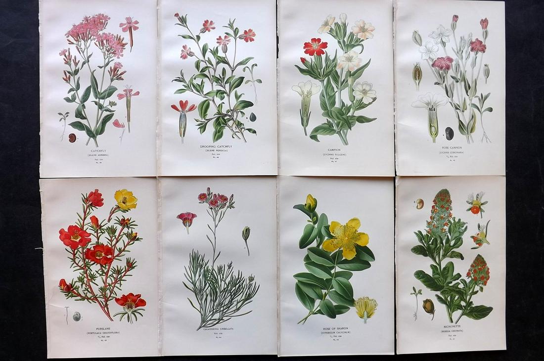 Step, Edward 1897 Lot of 8 Botanical Prints: Chromolithographs Published 1896-97 by Frederick Warne & Co., London for "Favourite Flowers of Garden and Greenhouse" by Edward Step and William Watson. Paper Size: 9.5 x 6 inch (24 x 15cm) Good Condi