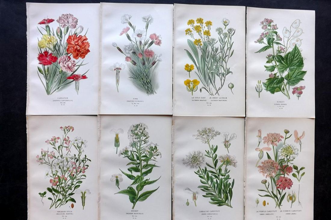 Step, Edward 1897 Lot of 8 Botanical Prints: Chromolithographs Published 1896-97 by Frederick Warne & Co., London for "Favourite Flowers of Garden and Greenhouse" by Edward Step and William Watson. Paper Size: 9.5 x 6 inch (24 x 15cm) Good Condi