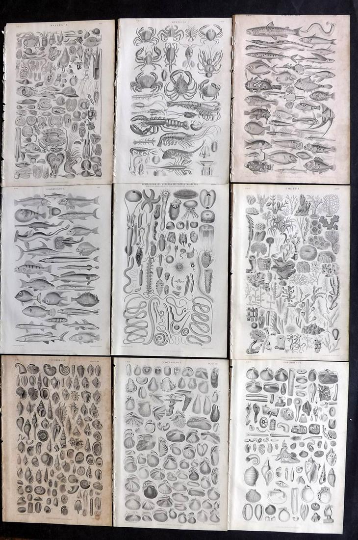 Goldsmith, Oliver 1868 Lot of 9 Prints. Fish Shells etc (1 of 2)