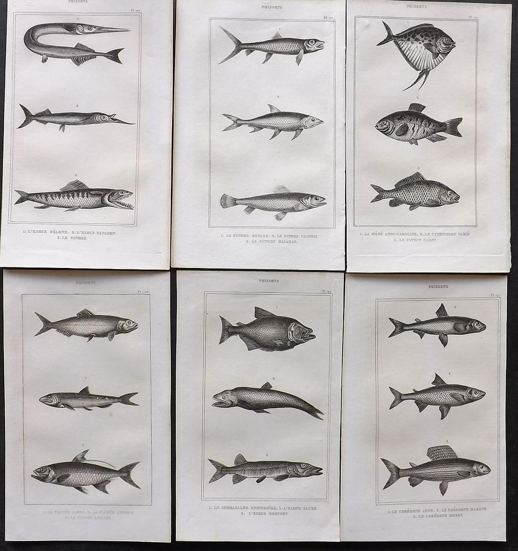 Lacepede & Oudart 1836 Lot of 6 Antique Fish Prints (1 of 2)