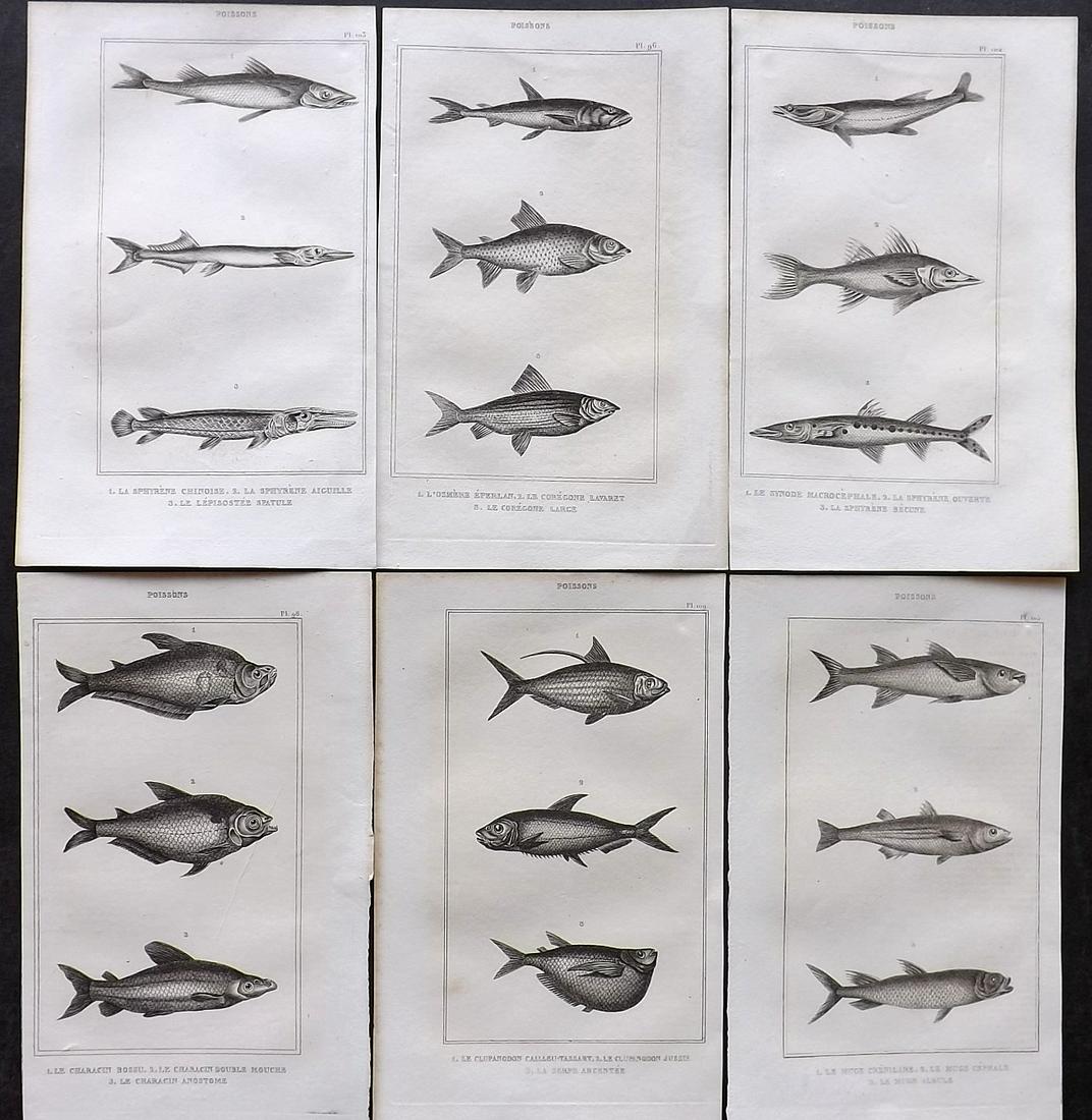 Lacepede & Oudart 1836 Lot of 6 Antique Fish Prints (1 of 2)