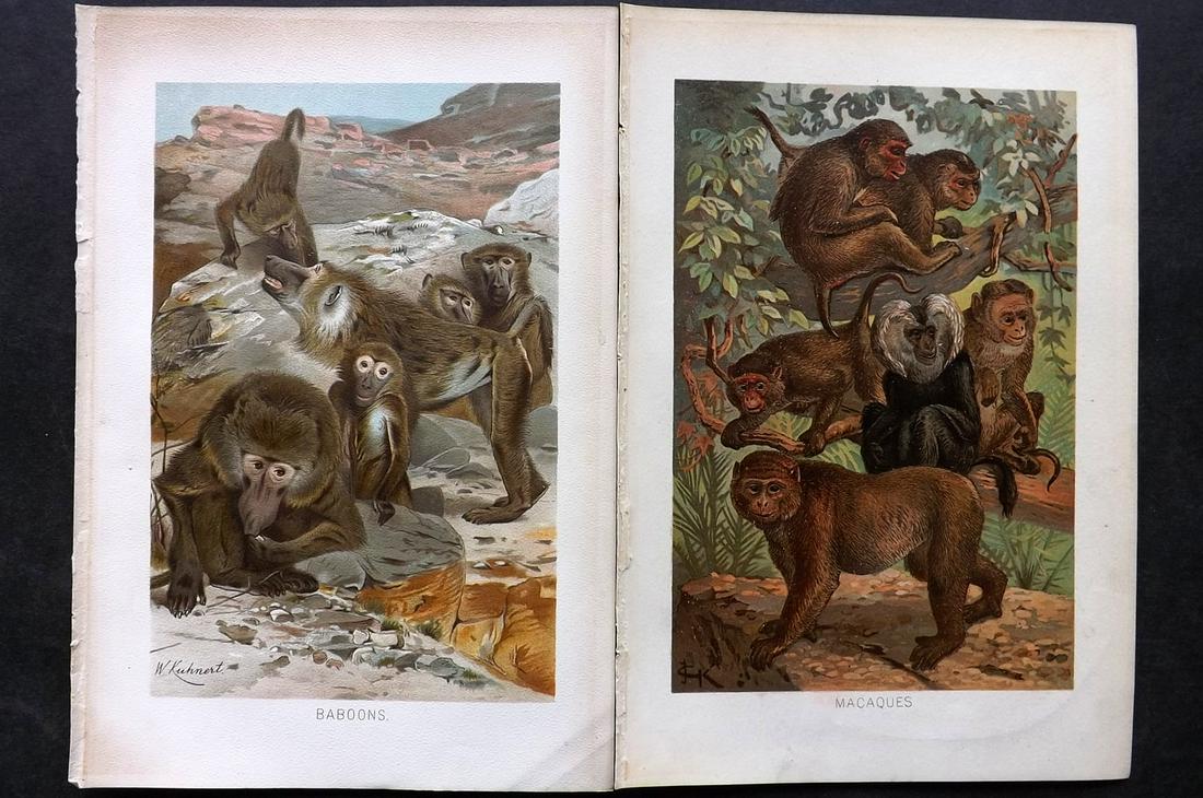 Lydekker, Richard 1895 Pair Prints. Baboons & Macacques: Chromolithograph Published 1894-95, London for "The Royal Natural History" by Richard Lydekker. Illustrated by Smit, Keulemans, Wolf and others. Paper Size: 10 x 6.5 inch (25 x 16.5cm) Good Condition