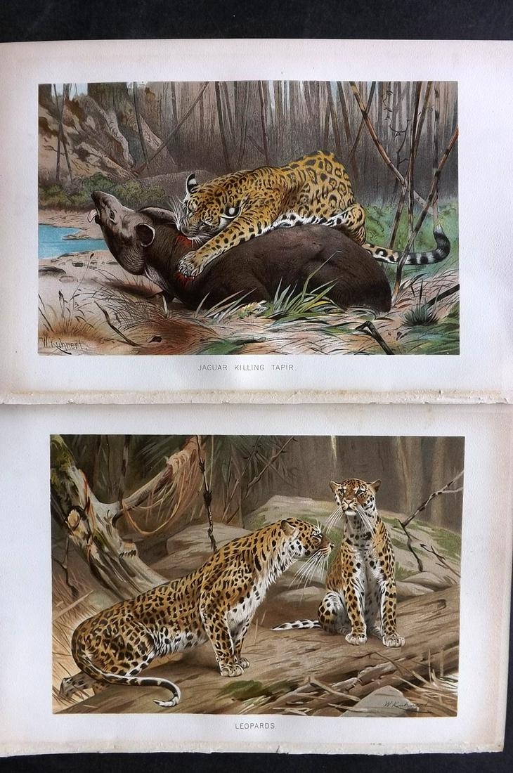 Lydekker, Richard 1895 Pair of Prints. Jaguar & Leopard: Chromolithograph Published 1894-95, London for "The Royal Natural History" by Richard Lydekker. Illustrated by Smit, Keulemans, Wolf and others. Paper Size: 10 x 6.5 inch (25 x 16.5cm) Good Condition