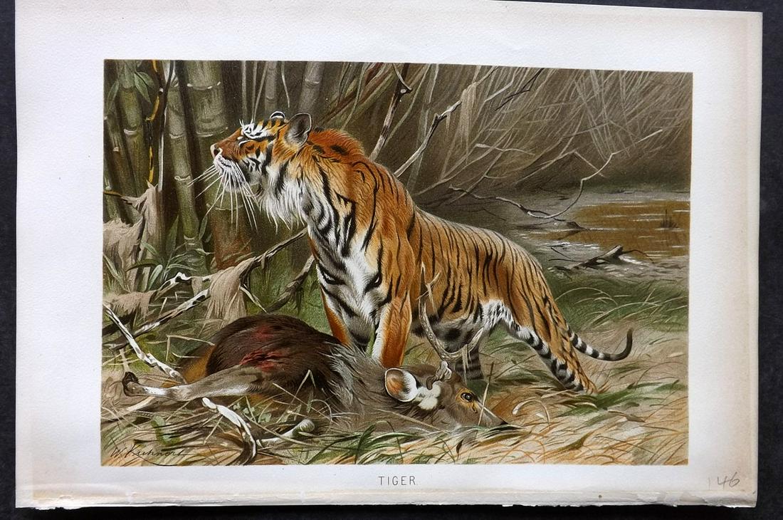 Lydekker, Richard 1895 Antique Print. Tiger: Chromolithograph Published 1894-95, London for "The Royal Natural History" by Richard Lydekker. Illustrated by Smit, Keulemans, Wolf and others. Paper Size: 10 x 6.5 inch (25 x 16.5cm) Good Condition