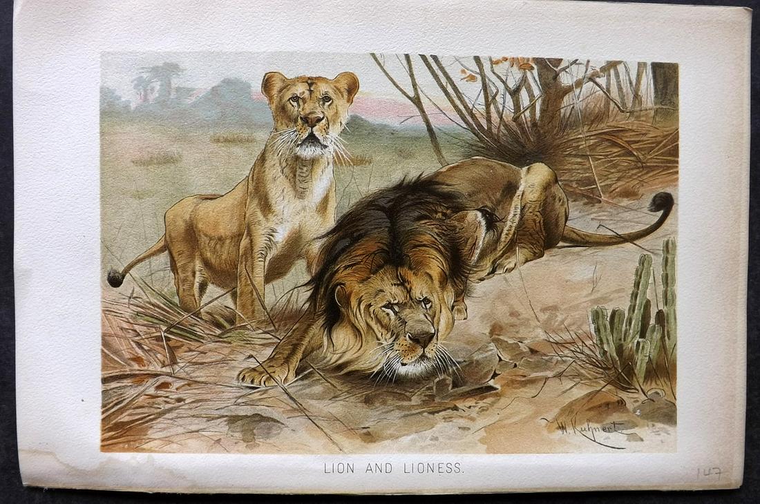Lydekker, Richard 1895 Antique Print. Lion & Lioness: Chromolithograph Published 1894-95, London for "The Royal Natural History" by Richard Lydekker. Illustrated by Smit, Keulemans, Wolf and others. Paper Size: 10 x 6.5 inch (25 x 16.5cm) Small water sta